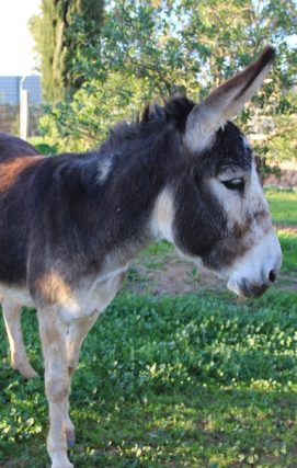 Donkey
Equus africanus asinus