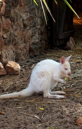 Red-Necked Wallaby
Macropus rufogriseus