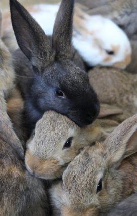 European Rabbit
Oryctolagus cuniculus