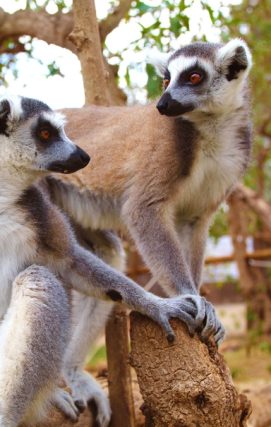 Ring-Tailed Lemur
Lemur catta