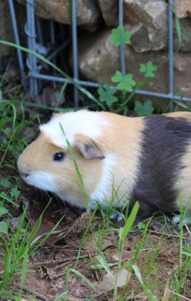 Guinea Pig
Cavia porcellus