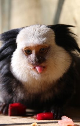 White-headed Marmoset
Callithrix geoffroyi